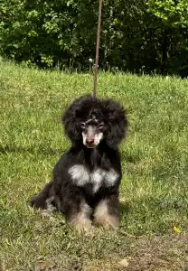 Barbone nano - Zuma ( Fci )
