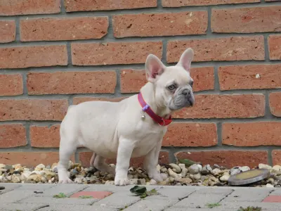 Francia bulldog - Stella 