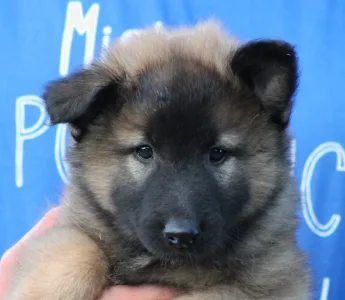 Belgischer Schäferhund - Xris