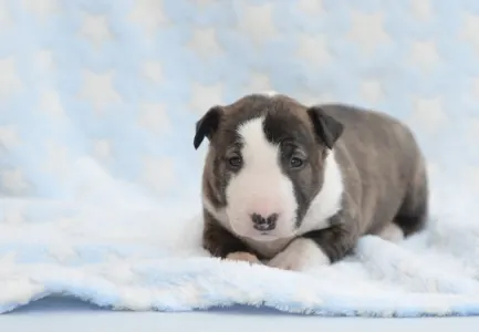 Miniatűr bullterrier - Nathan