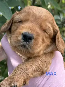 Labradoodle - Max