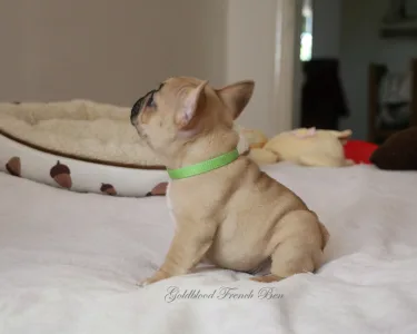 Francia bulldog - Ben