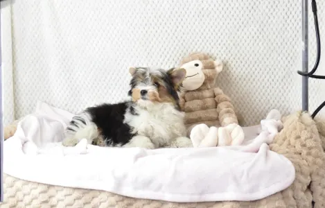 Biewer Terrier - Raven Orient 