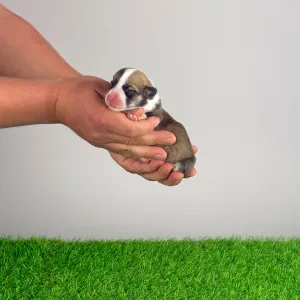 Pembroke Welsh Corgi - Yama