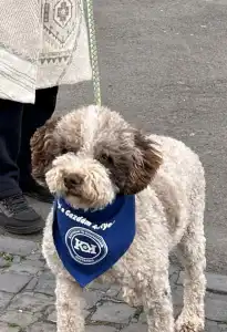 Wasserhund der Romagna - Abavár