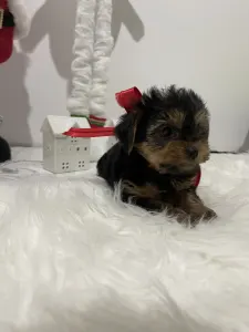 Yorkshire Terrier - Cindy