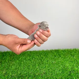 Чихуахуа - Franziska