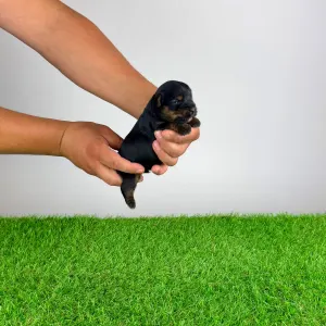 Yorkshire Terrier - Blitzy
