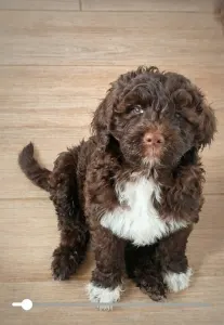 Portugál vízikutya - Baron Bold Stella Maris