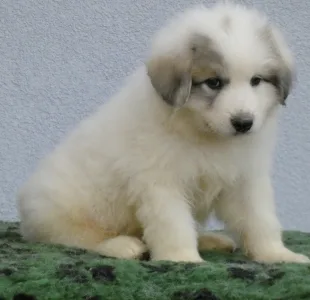 Pyrenean Mountain Dog - Candybelldream Elmo