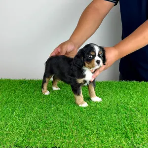 Cavalier King Charles Spaniel - Veritas