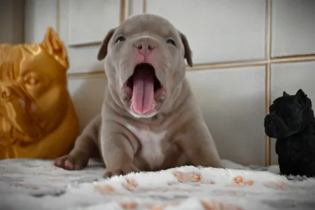American Bully - Pocket - Treasure