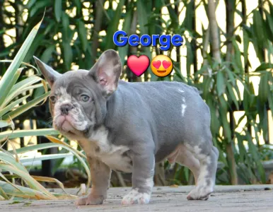 Buldog francuski - George 
