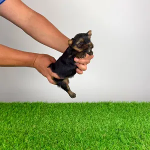 Yorkshire Terrier - Ylko