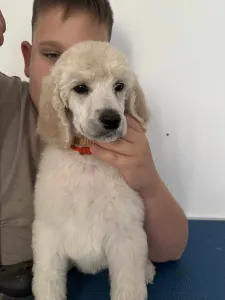 Grosspudel - Giant Miracle Extazy Diamond Tiara