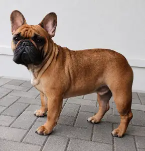 French Bulldog - Dexter