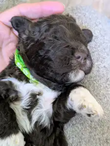 Lagotto romagnolo - Ürömi Szarvasgombász Jàgó