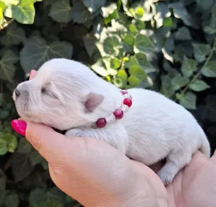 West Highland White Terrier - Agnes