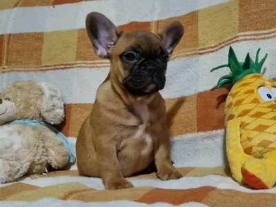 French Bulldog - Frodo