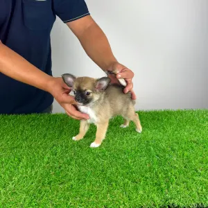 Chihuahua - Kimi