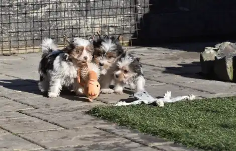 Biewer Terrier - R Orient