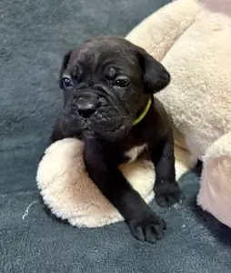 Cane Corso Italiano - Sonja