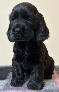 Cocker spaniel angielski - Demona