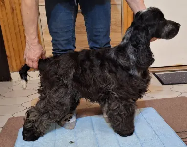 Angol Cocker spániel - Warriorhearted