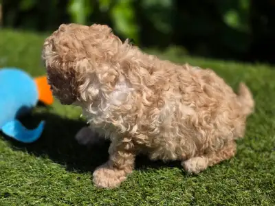 Cavapoo - Max
