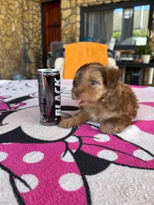 Maltipoo - Bruno