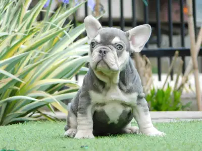 Francia bulldog - Lara