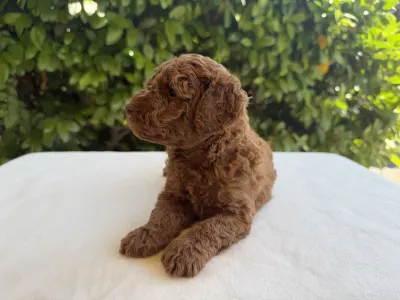 Caniche Nain - Indy