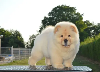 Chow Chow - Balcsi Hyper-super