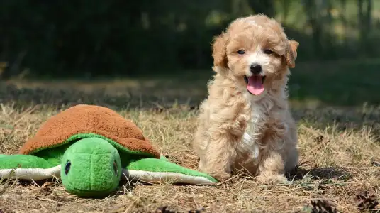 Maltipoo - Avokádó 