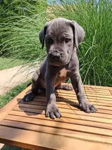 Cane Corso - Blaze Bruno