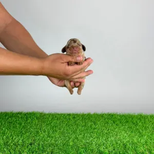 Jamnik - Doggy