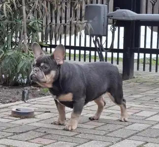 Bouledogue français - Forest