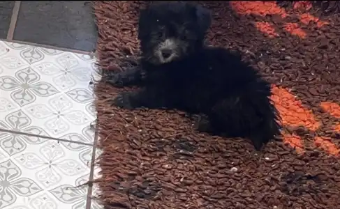 Coton de Tulear - Leila