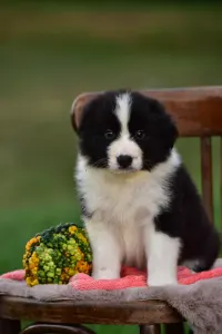Border Collie - Gingers Heritage Call Me Legend