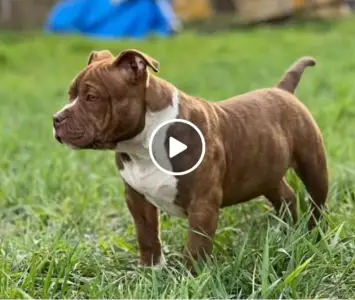 American Bully - Pocket - Choco