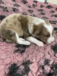 Border Collie - Snickers/ Chocolate Sable Merle Szuka
