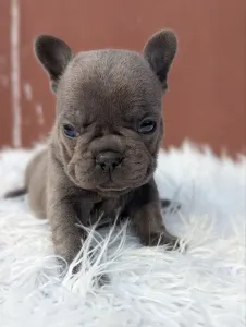 French Bulldog - Léna