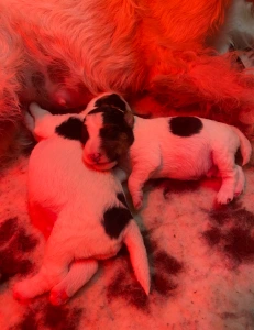 Fox Terrier (Wire) - Duke Born Of Eastern Curse