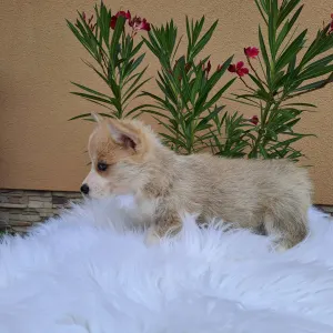 Welsh Corgi Pembroke - Candy