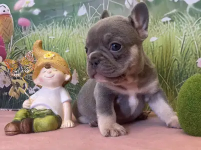 French Bulldog - Bella