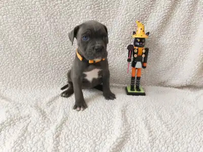 Cane Corso Italiano - Forza Di Diavolo Denerys