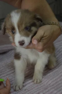 Border Collie - Snickers/ Chocolate Sable Merle Szuka