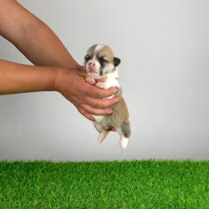 Welsh Corgi Pembroke - Zuro