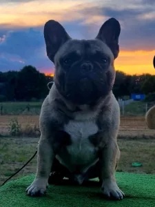 French Bulldog - Shadow