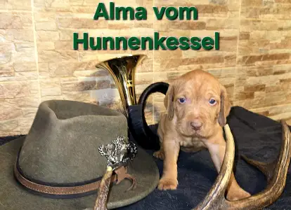 Hungarian Wire-haired Vizsla - Alma Vom Hunnenkessel